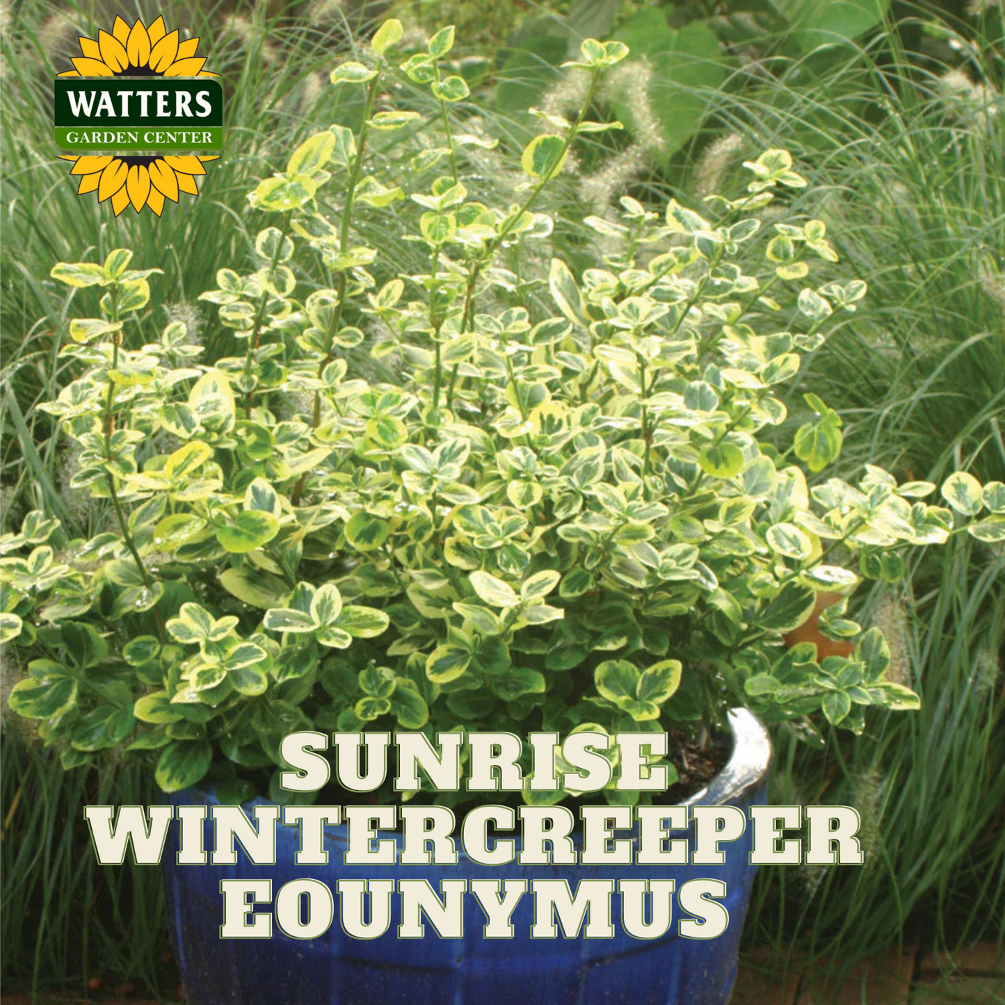 SUNRISE WINTERCREEPER EUONYMUS 2gal