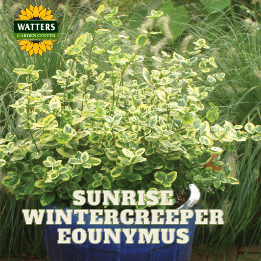 SUNRISE WINTERCREEPER EUONYMUS 2gal