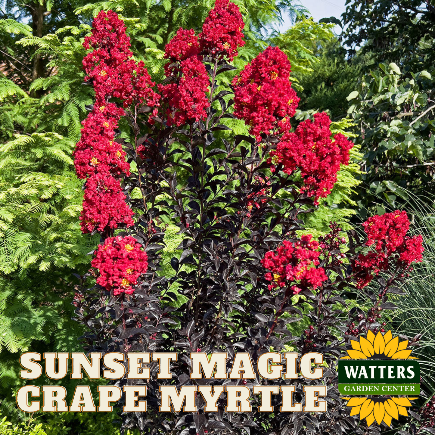 SUNSET MAGIC CRAPE MYRTLE 2gal