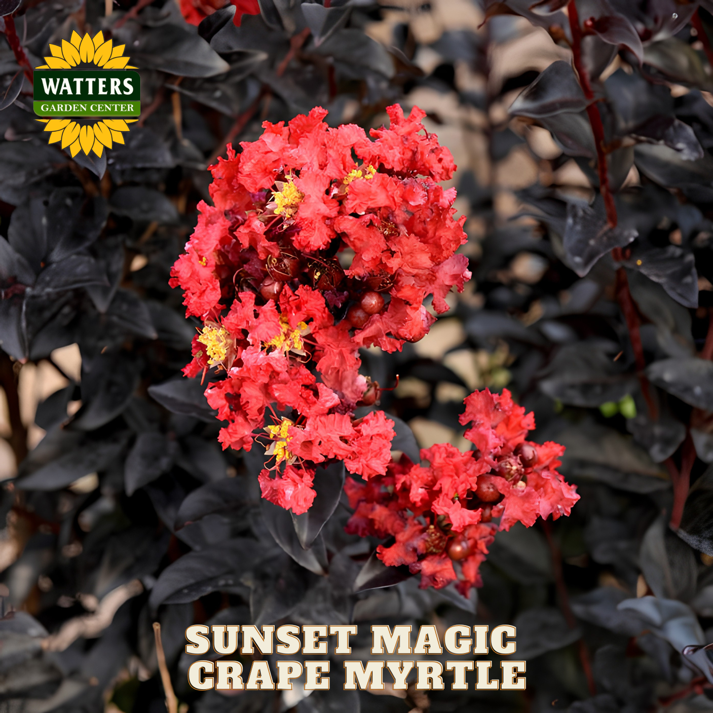 Red flowers with dark green leaves and 'Watters Garden Center' logo.