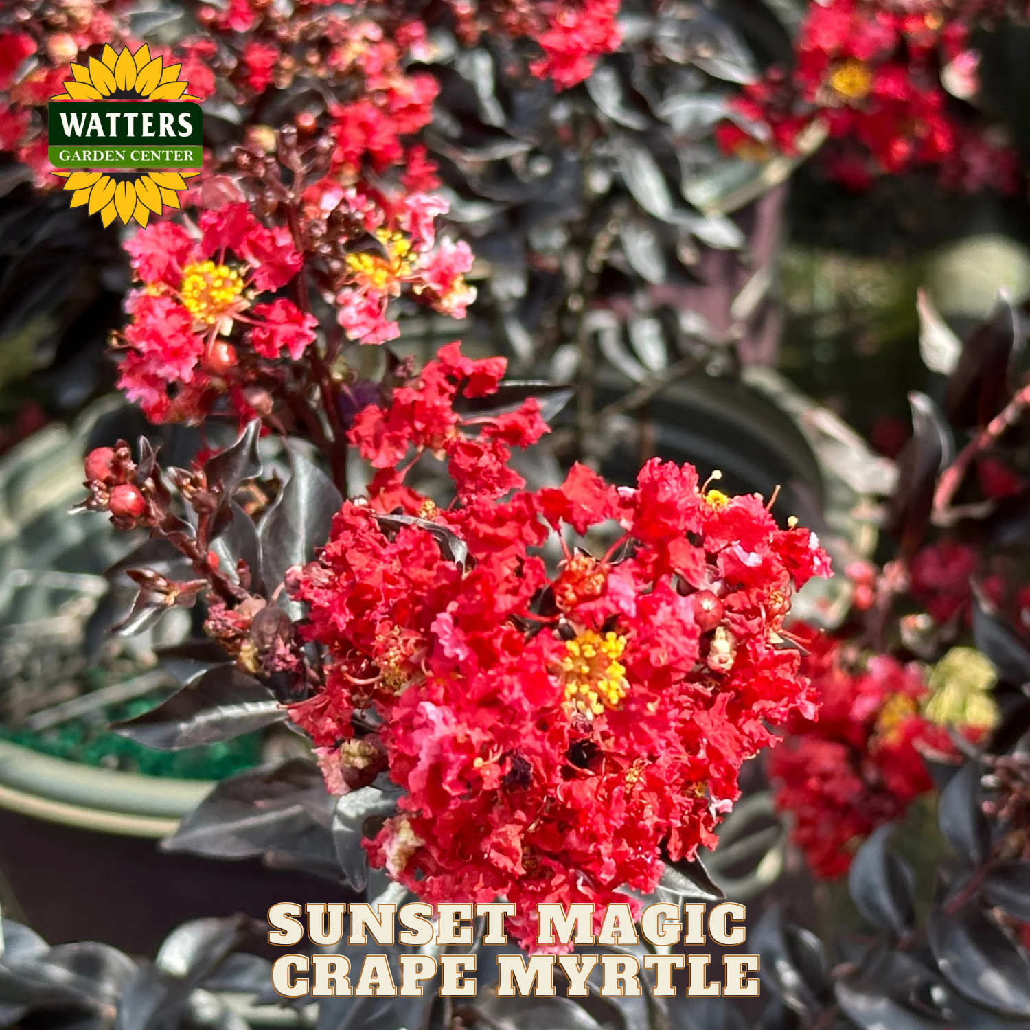 Red flowers with 'Watters Garden Center' branding and 'Sunset Magic Crape Myrtle' text.