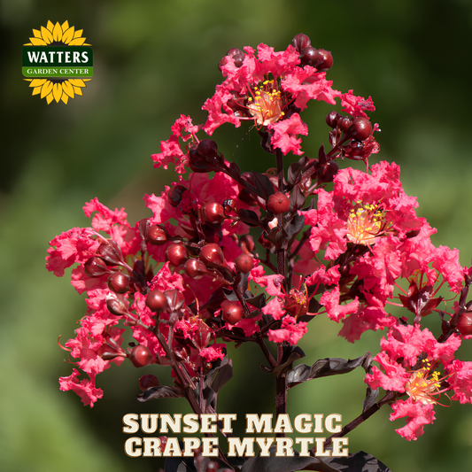Sunset Magic Crape Myrtle with Watters Garden Center branding