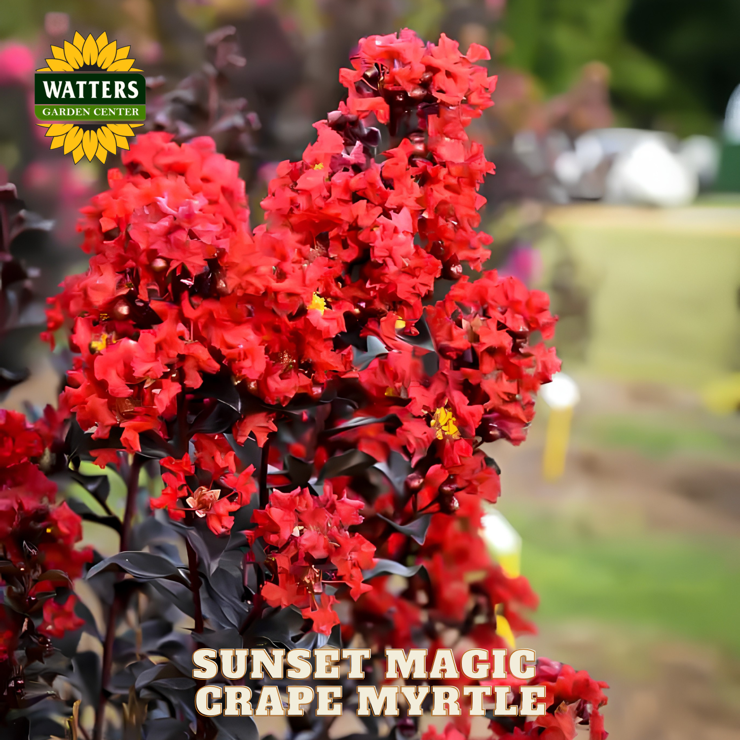 Red flower bush with 'Watters Garden Center' logo and 'Sunset Magic Crape Myrtle' text.