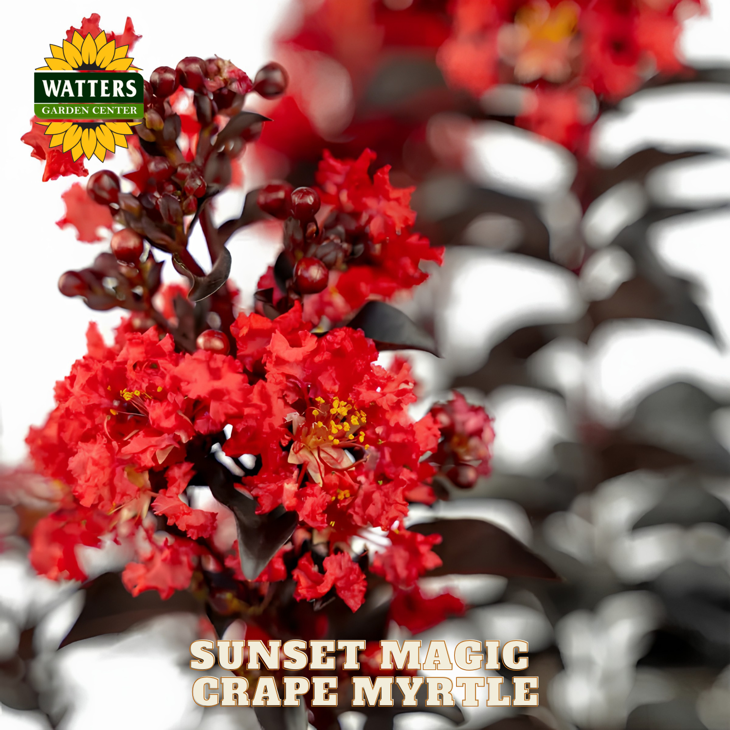 Red flower with 'Watters Garden Center' logo and 'Sunset Magic Crape Myrtle' text.