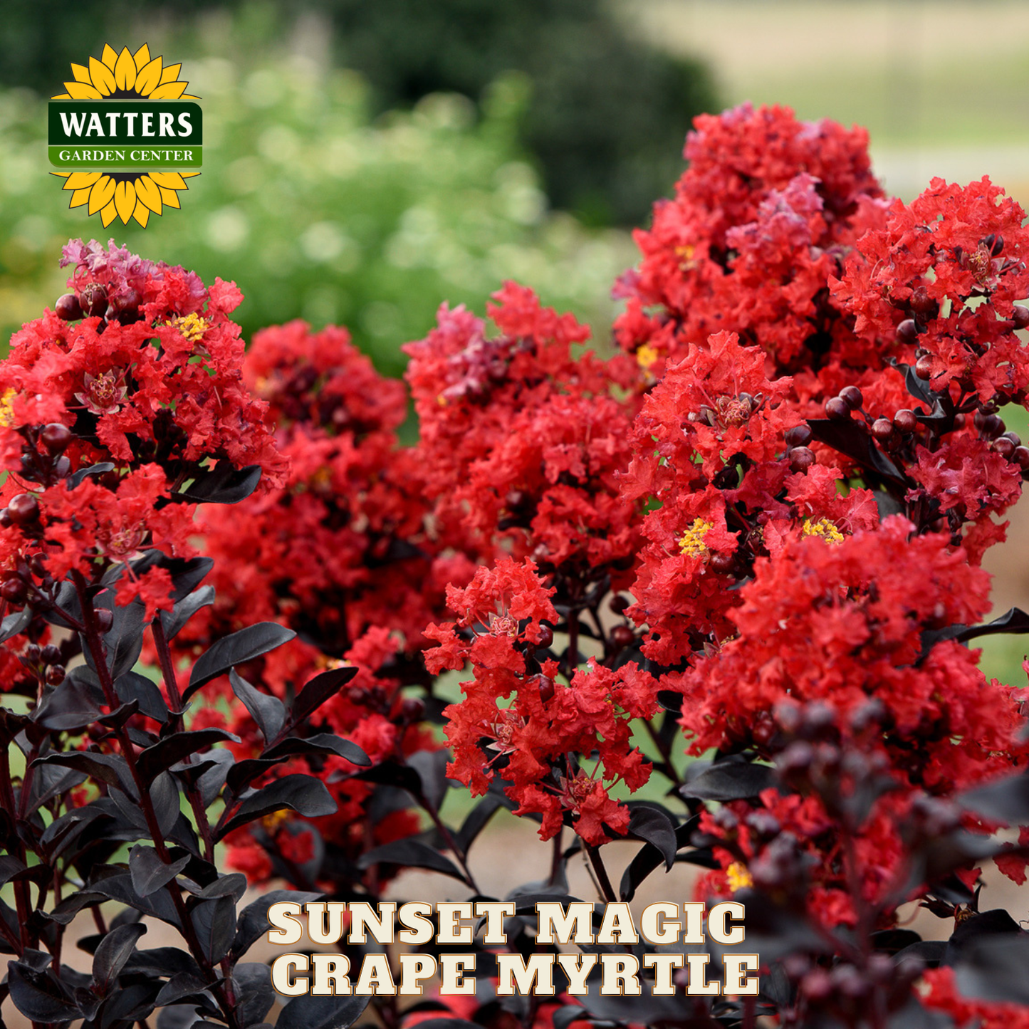 Red flowers with 'Watters Garden Center' logo and 'Sunset Magic Crape Myrtle' text.