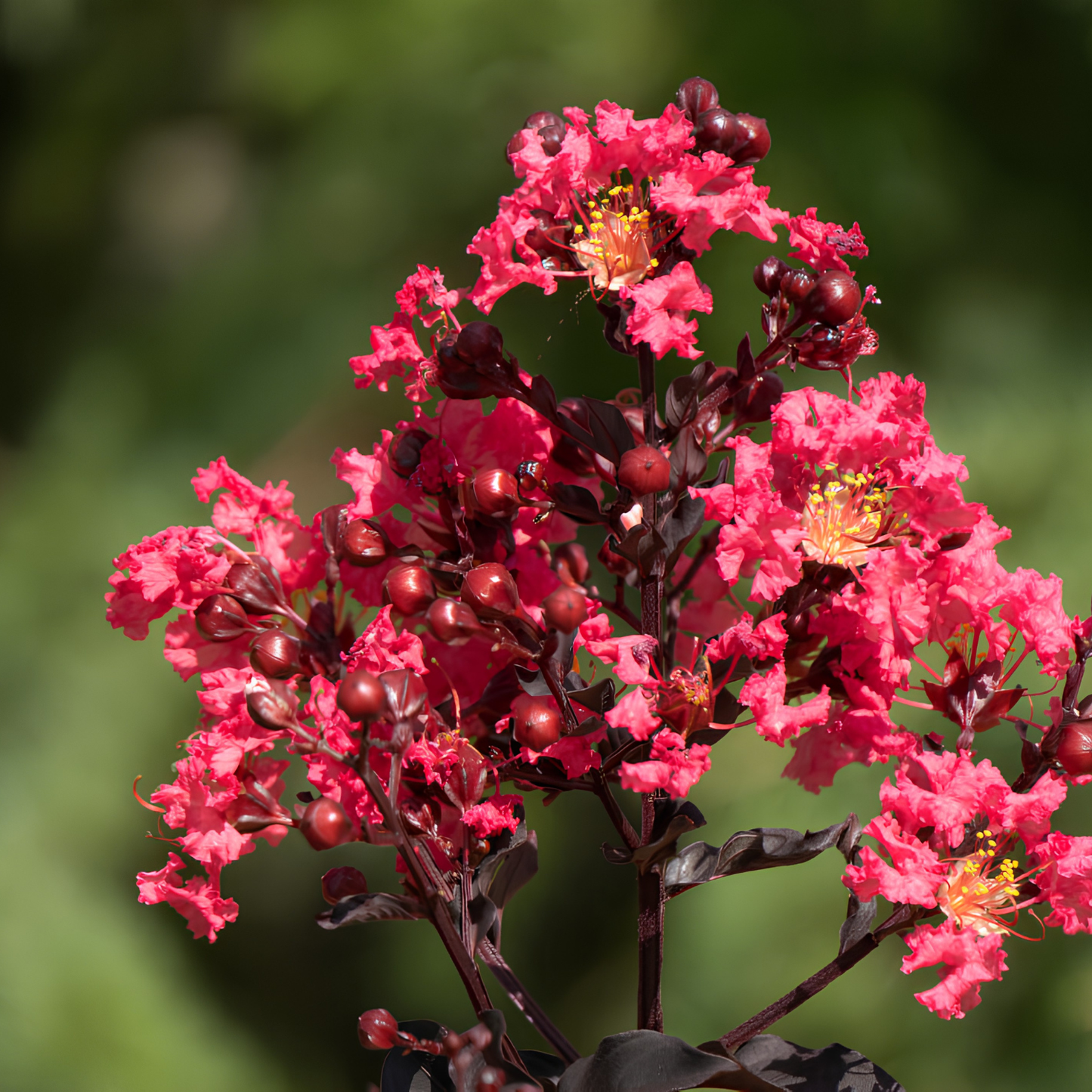 Close-up of pink flowers with a blurred green background