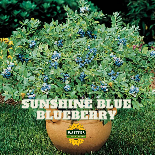 SUNSHINE BLUE BLUEBERRY 1gal