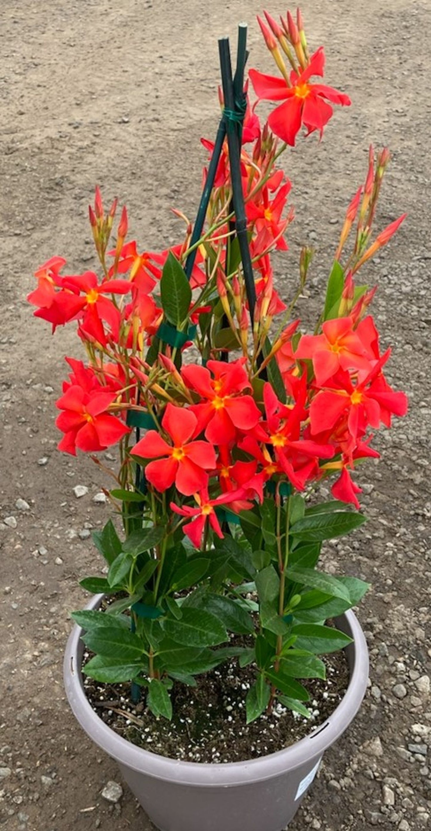 SUN PARASOL MANDEVILLA 12in CACHE
