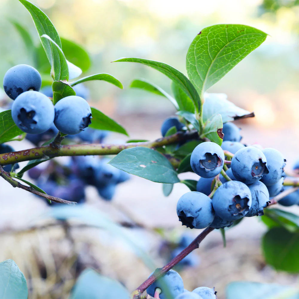 SUNSHINE BLUE BLUEBERRY 1gal