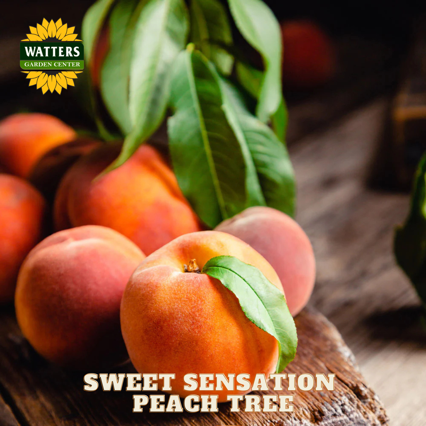 Peaches with leaves on a wooden surface, featuring Watters Garden Center branding.