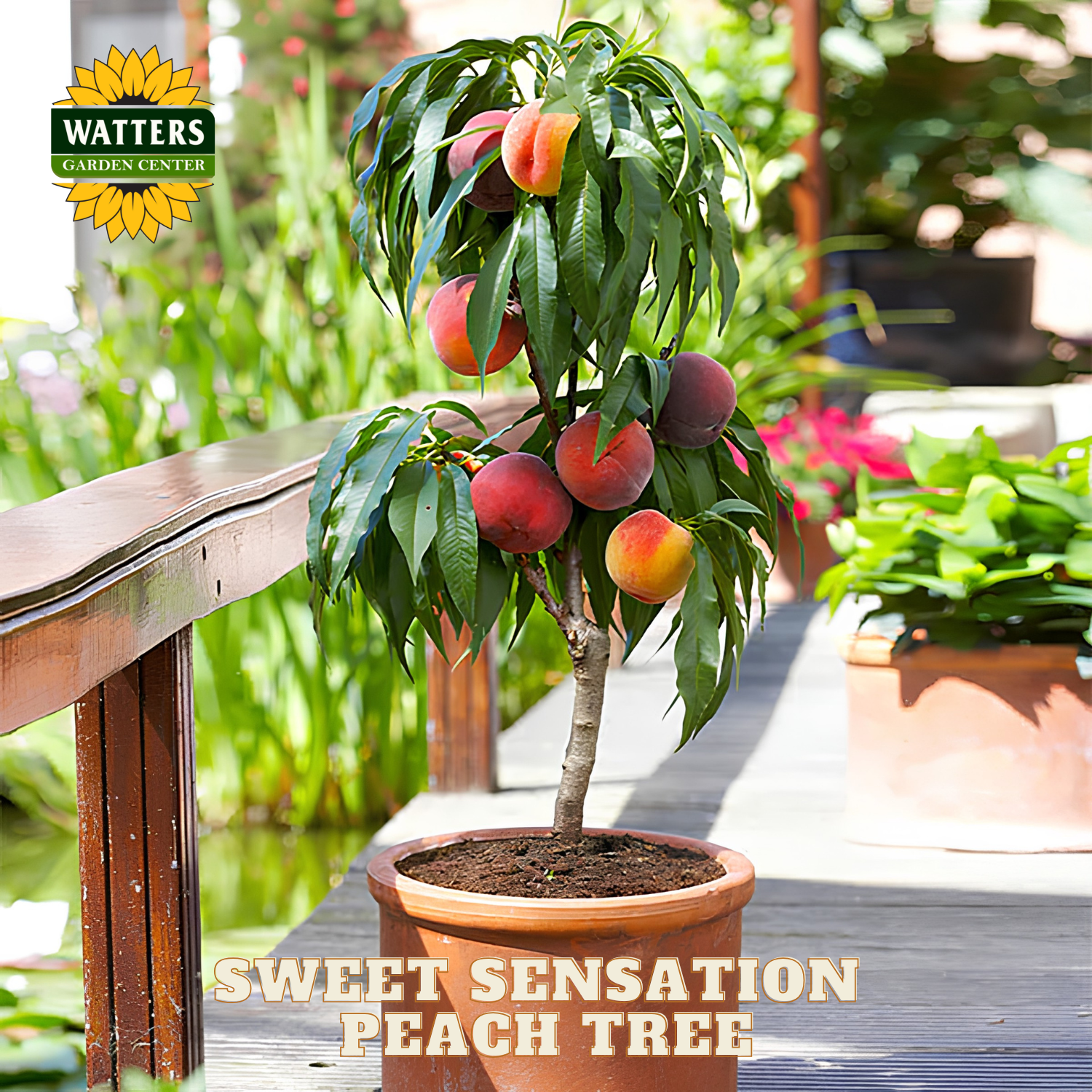 Potted peach tree with fruits on a wooden deck, Watters Garden Center branding visible.