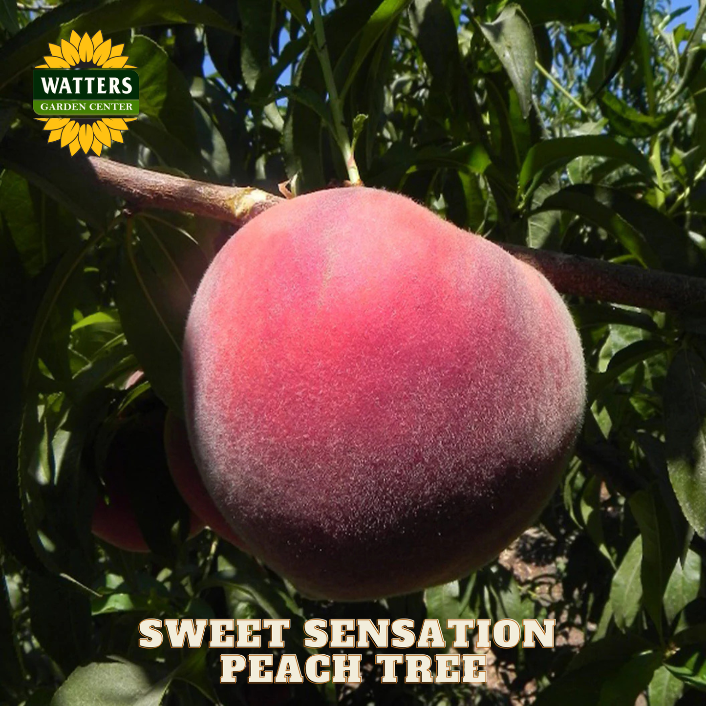 Sweet Sensation peach on a branch with Watters Garden Center branding.
