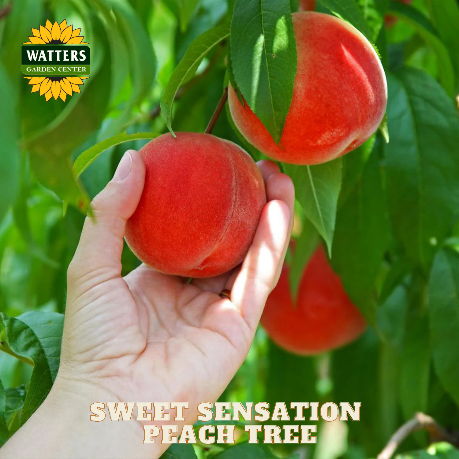 Hand holding a peach with another peach on a tree branch, Watters Garden Center logo visible