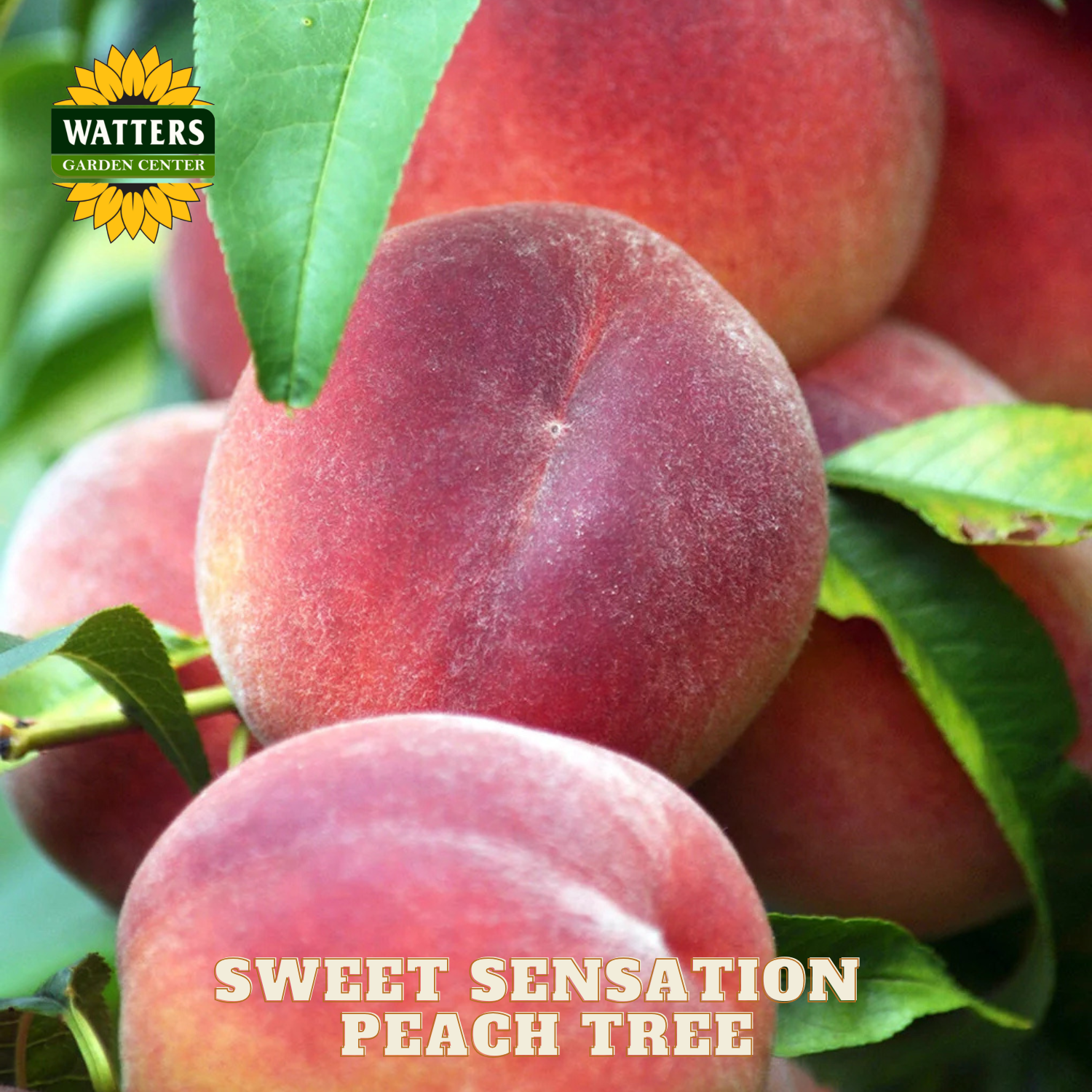 Close-up of peaches with green leaves and Watters Garden Center logo.