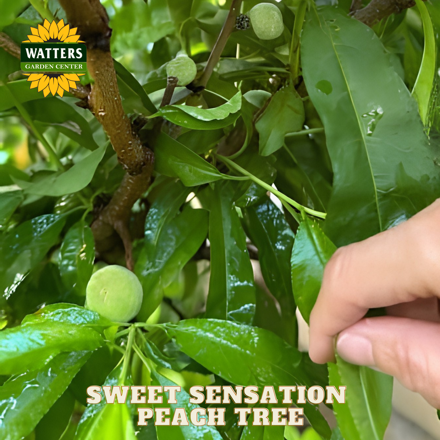 Hand reaching towards a green peach on a tree with 'Watters Garden Center' branding.