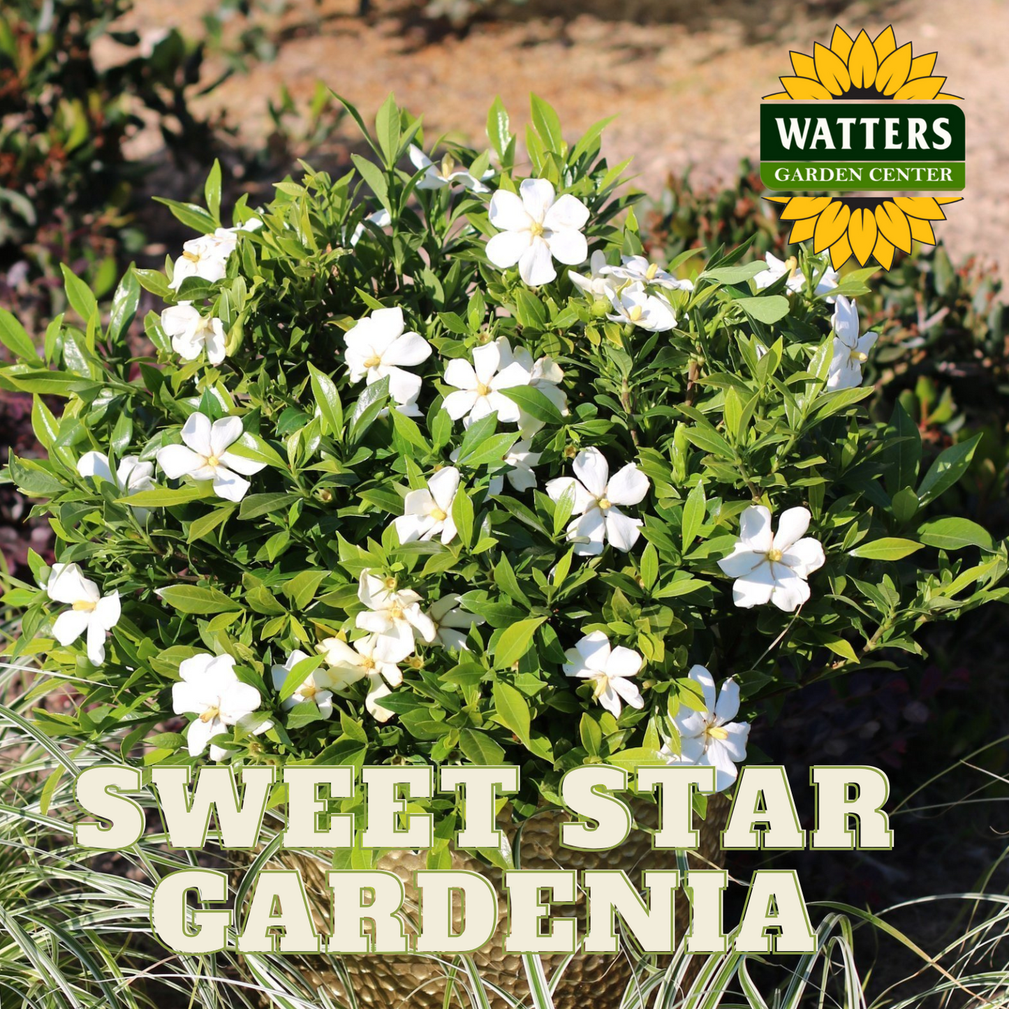 SWEET STAR GARDENIA 2gal