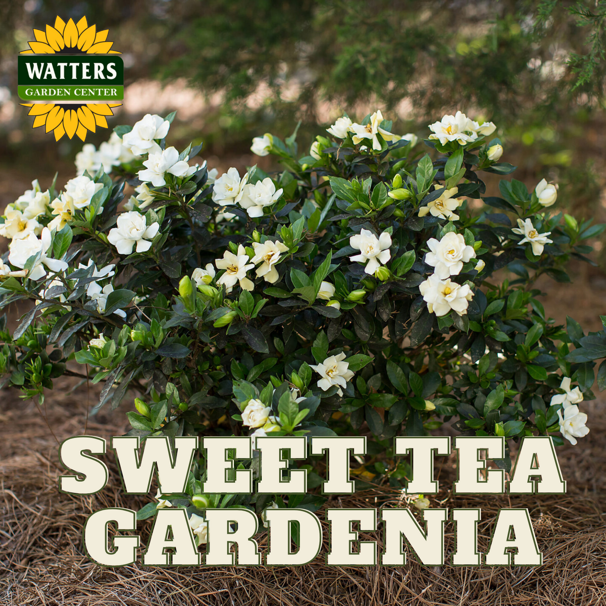 A Sweet Tea Gardenia shrub with creamy white flowers, labeled with the product name 'SWEET TEA GARDENIA' in front of the shrub.