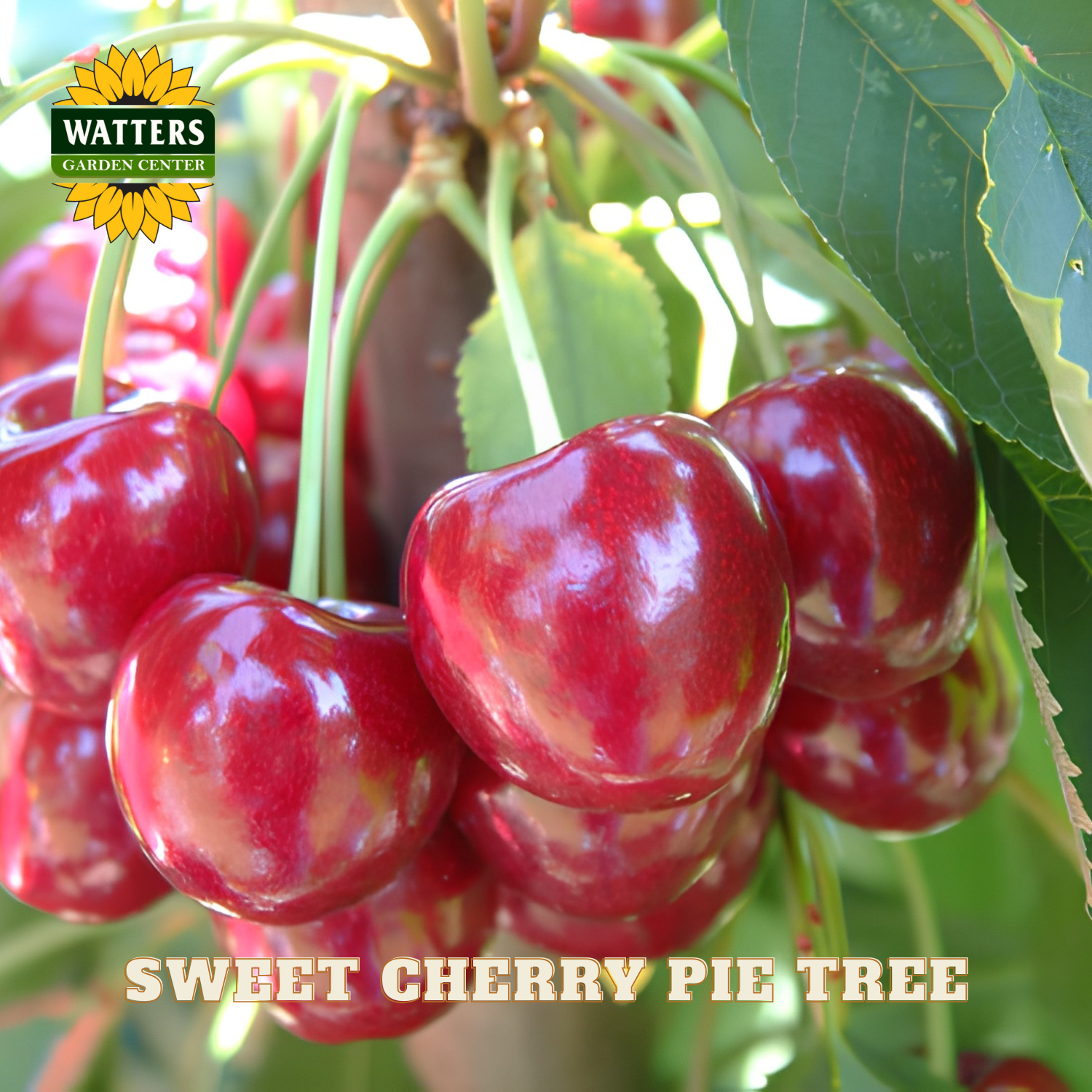 Close-up of ripe red cherries on a branch with 'Watters Garden Center' logo.