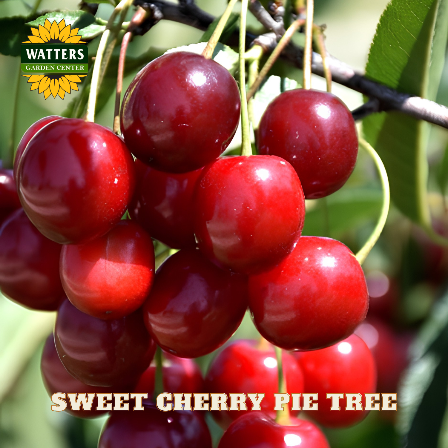 Bunch of red cherries on a tree branch with Watters Garden Center logo.