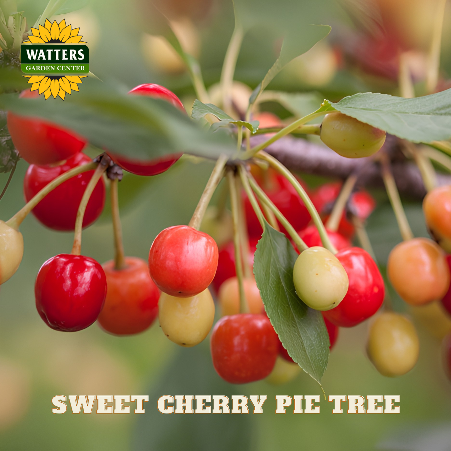 Sweet cherry pie tree with red and yellow cherries on a branch, featuring Watters Garden Center logo.