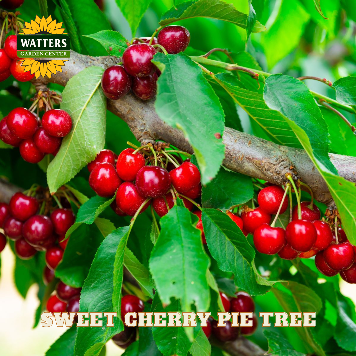 Red cherries on a branch with green leaves, labeled 'Watters Garden Center' and 'Sweet Cherry Pie Tree'.