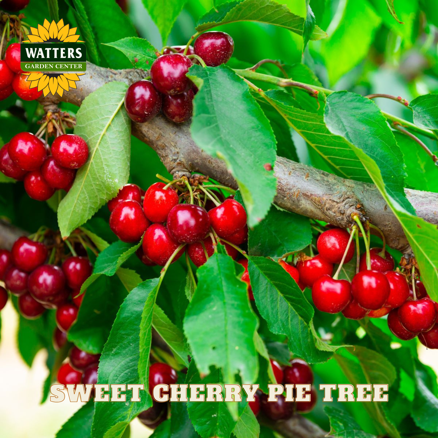 Red cherries on a branch with green leaves, labeled 'Watters Garden Center' and 'Sweet Cherry Pie Tree'.