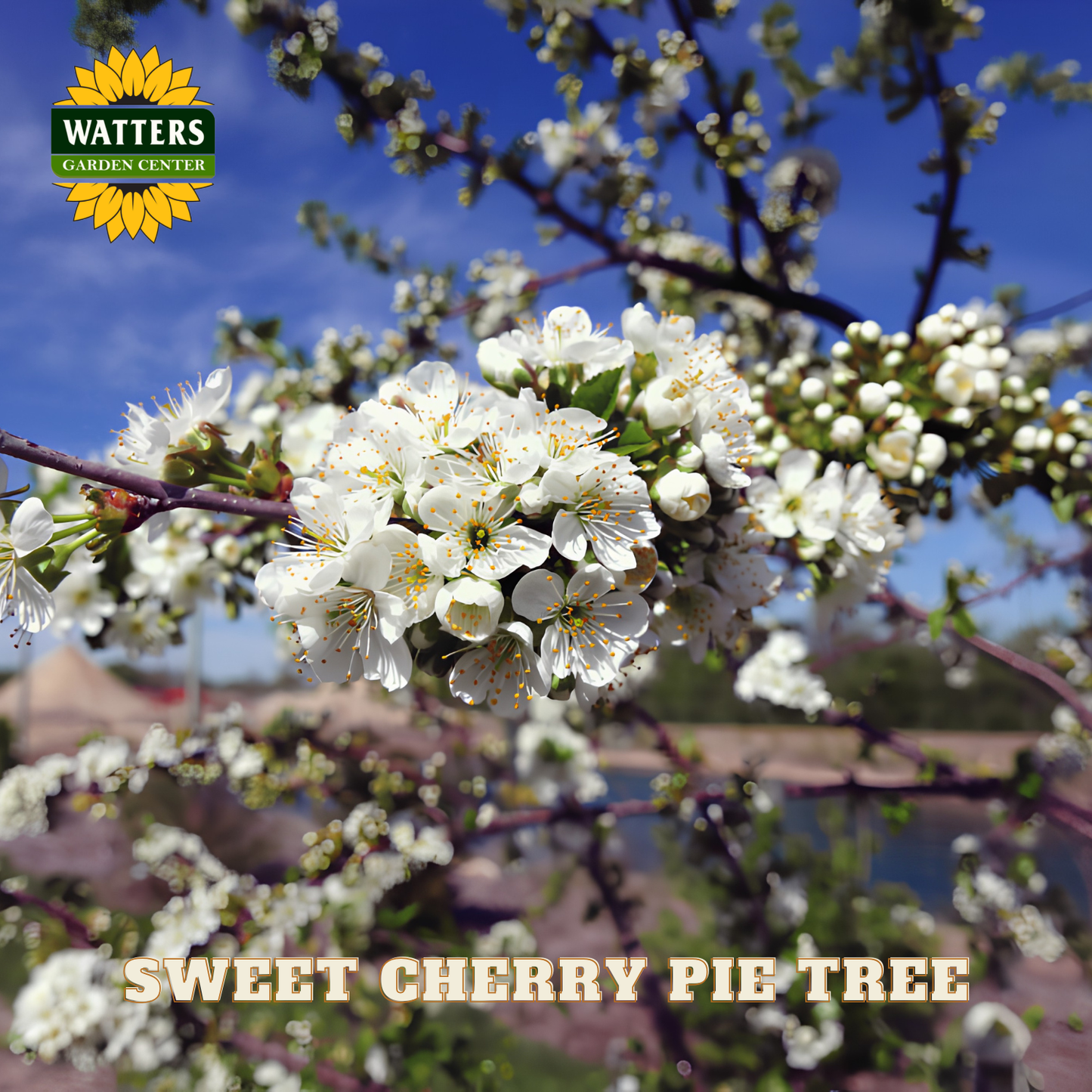 White flowers on a tree branch with 'Watters Garden Center' logo and text 'Sweet Cherry Pie Tree'.