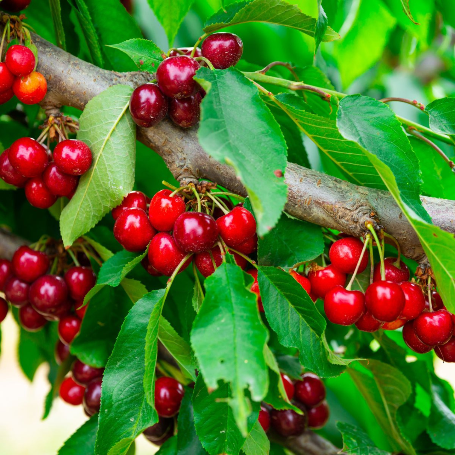 Red cherries on a tree branch with green leaves