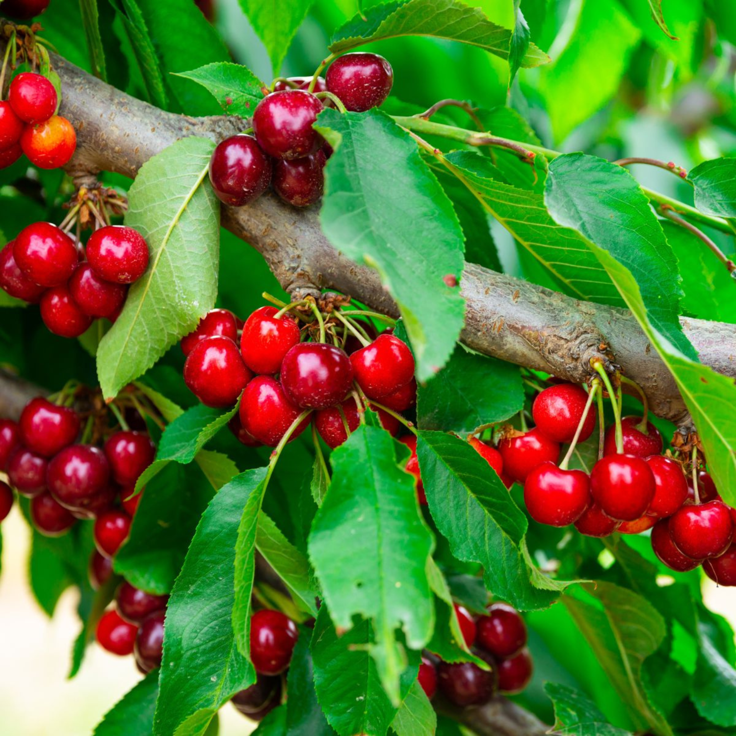 Red cherries on a tree branch with green leaves