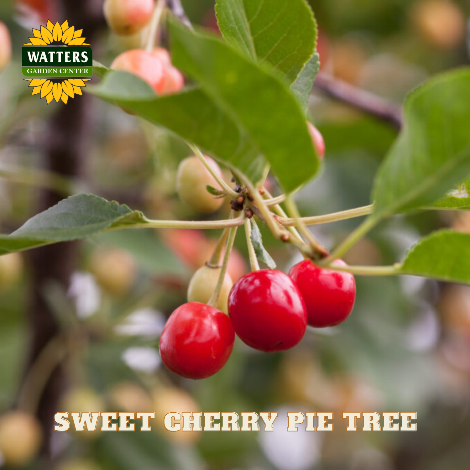 Red cherries on a branch with Watters Garden Center logo and text about sweet cherry pie tree.