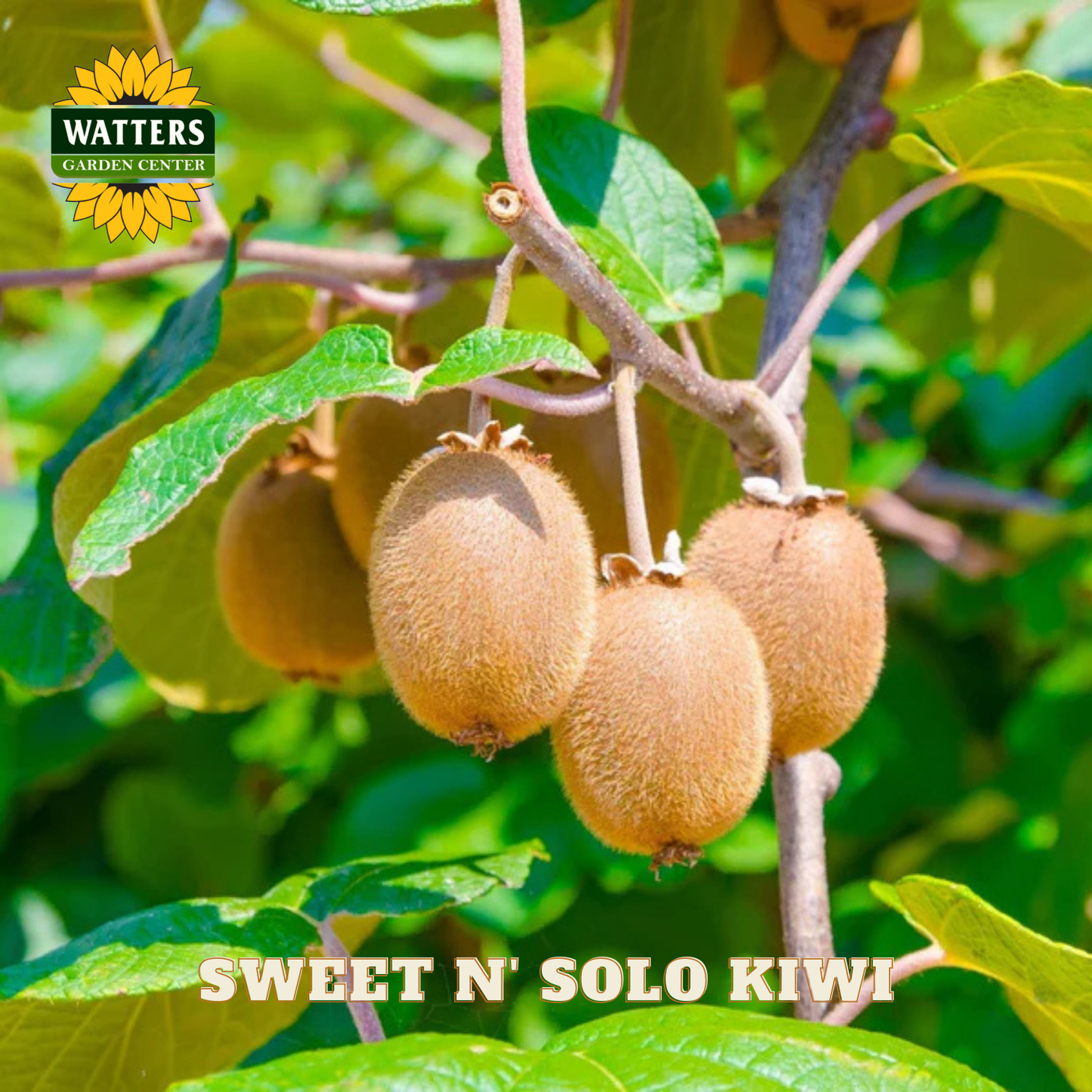 Kiwi fruits on a branch with Watters Garden Center logo and 'Sweet N Solo Kiwi' text.