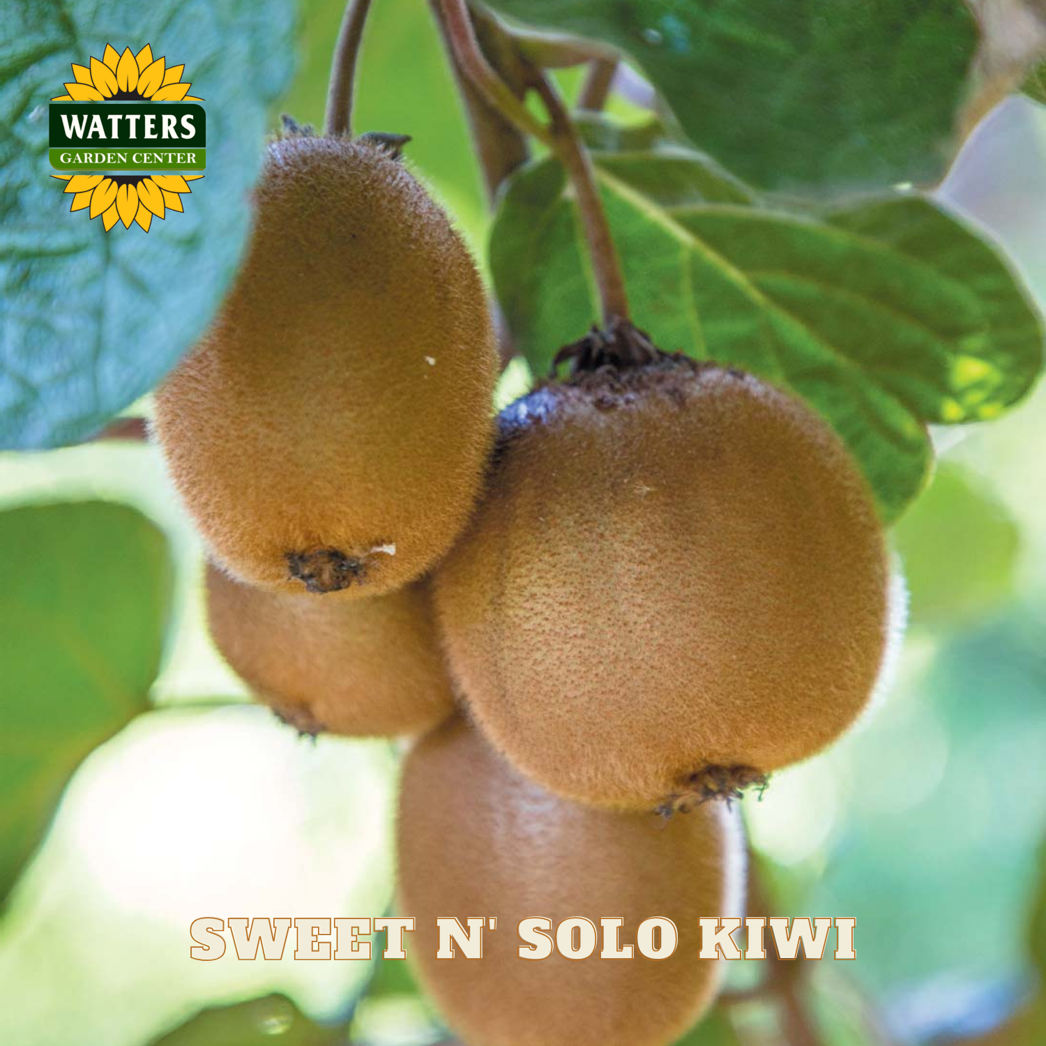 Kiwi fruit on a branch with Watters Garden Center logo and 'Sweet N Solo Kiwi' text.