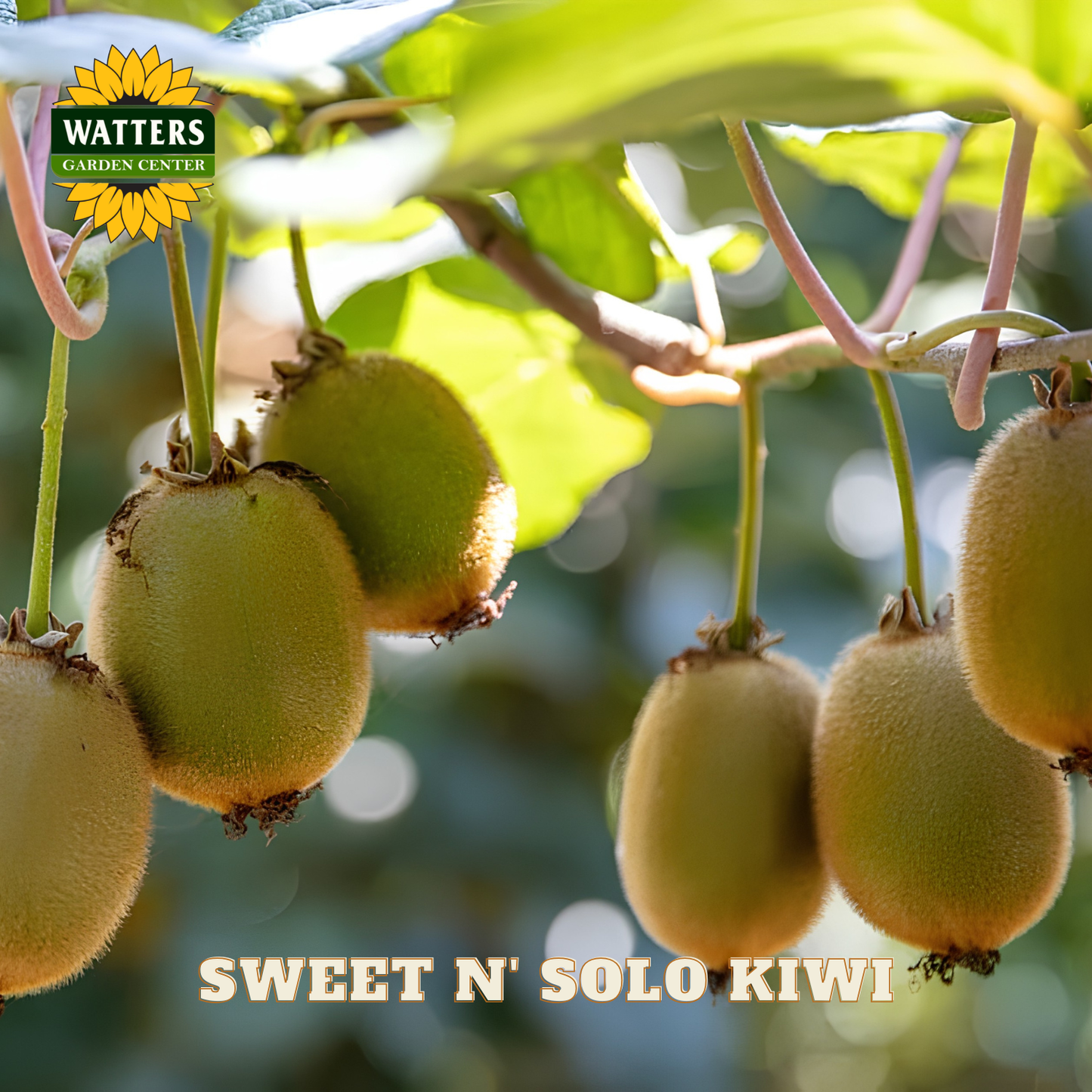 Kiwi fruits hanging on a tree with Watters Garden Center branding.