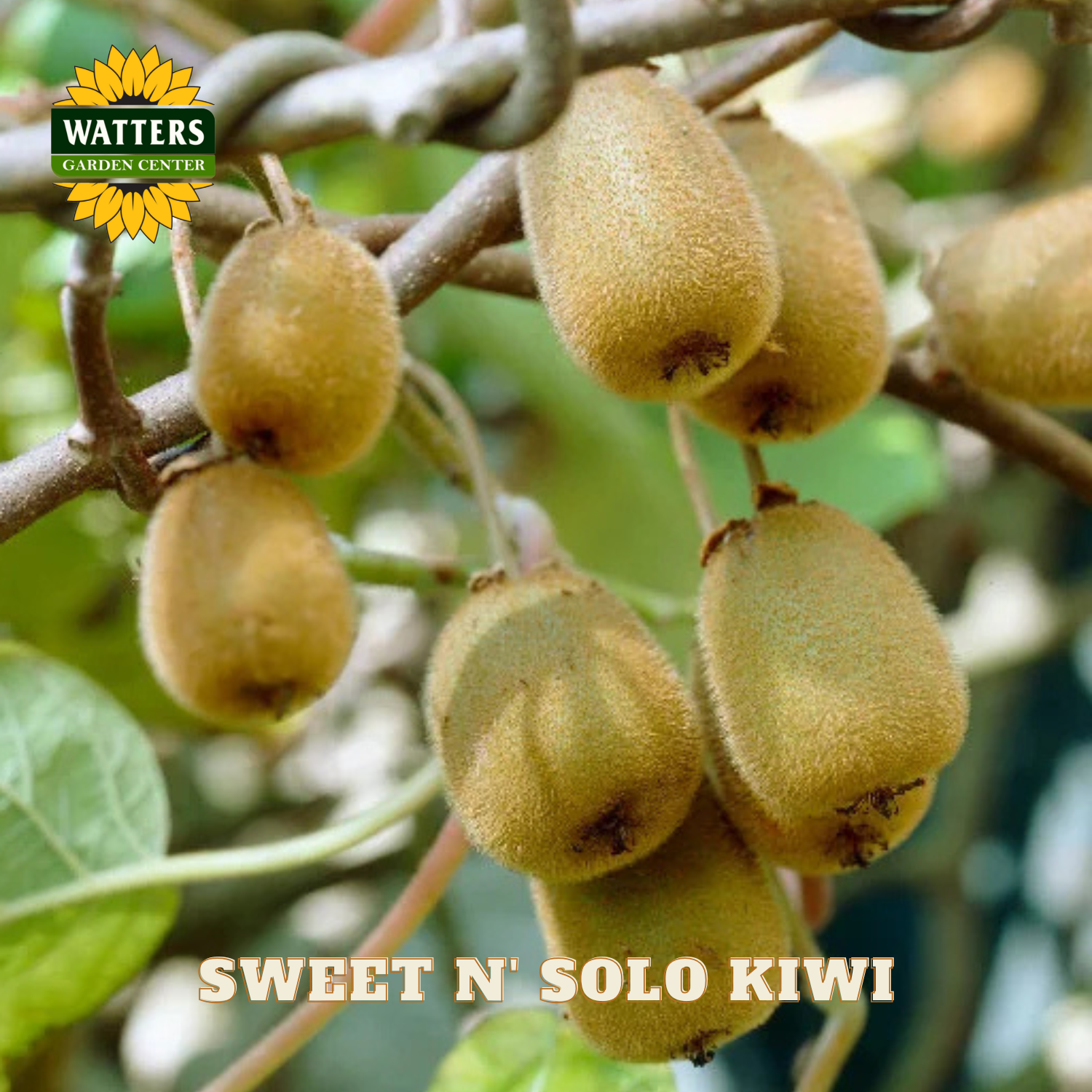 Kiwi fruits on a branch with Watters Garden Center logo and 'Sweet N' Solo Kiwi' text.