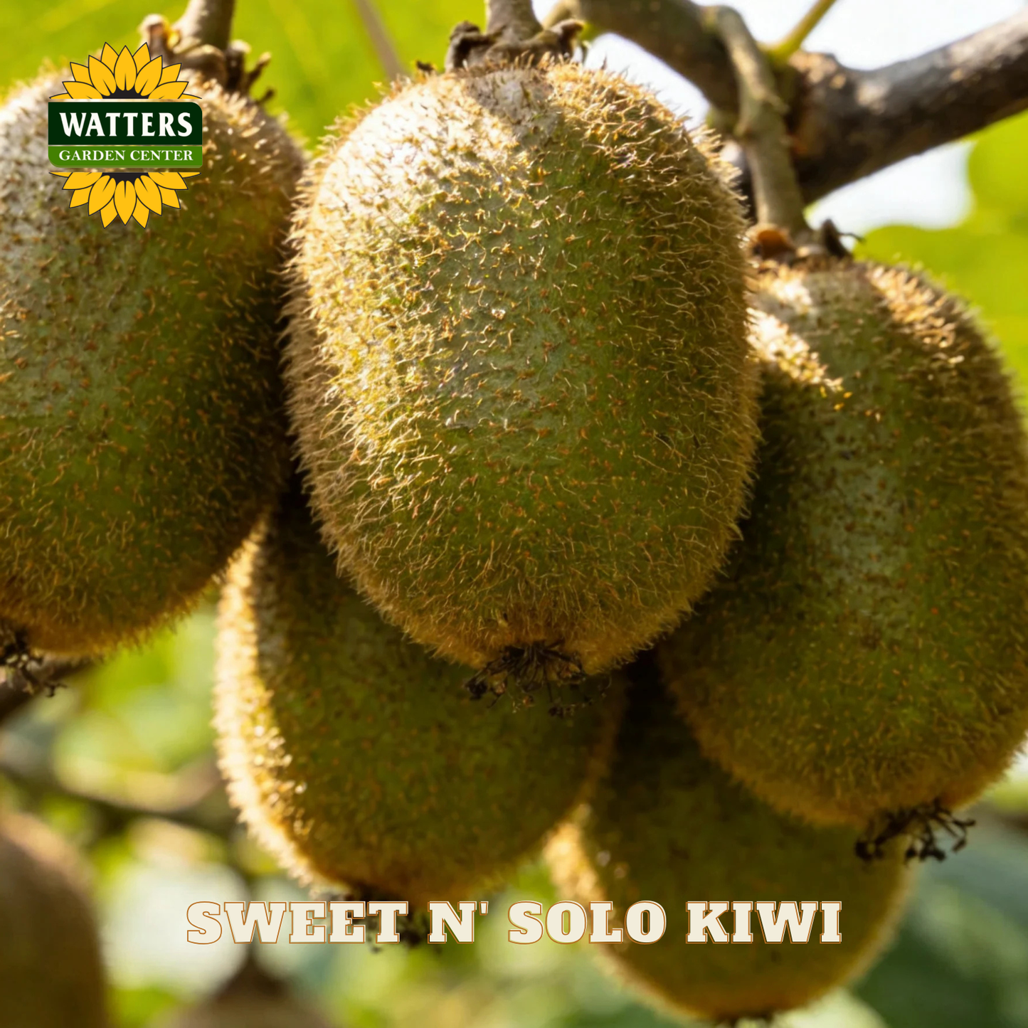 Kiwi fruits hanging on a branch with 'Watters Garden Center' logo.