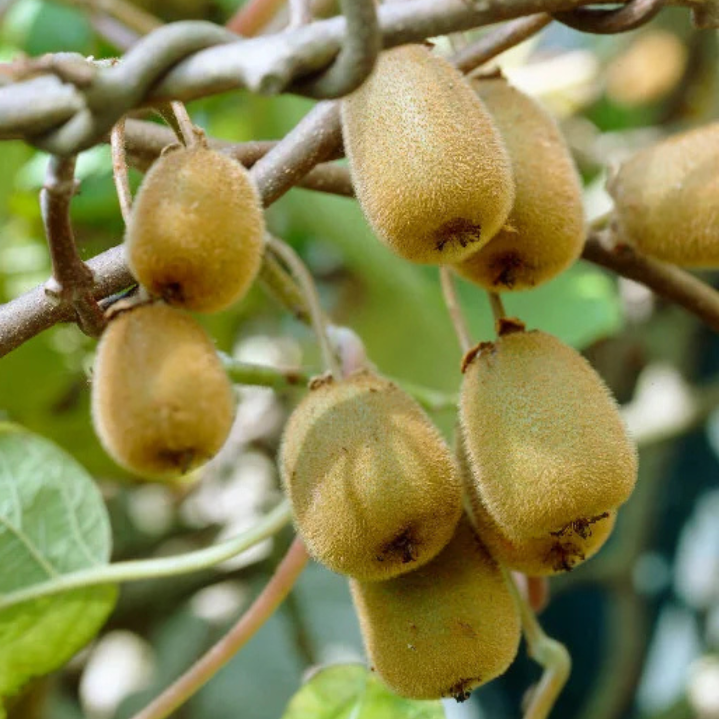 Ripe kiwis on a branch with green leaves in the background