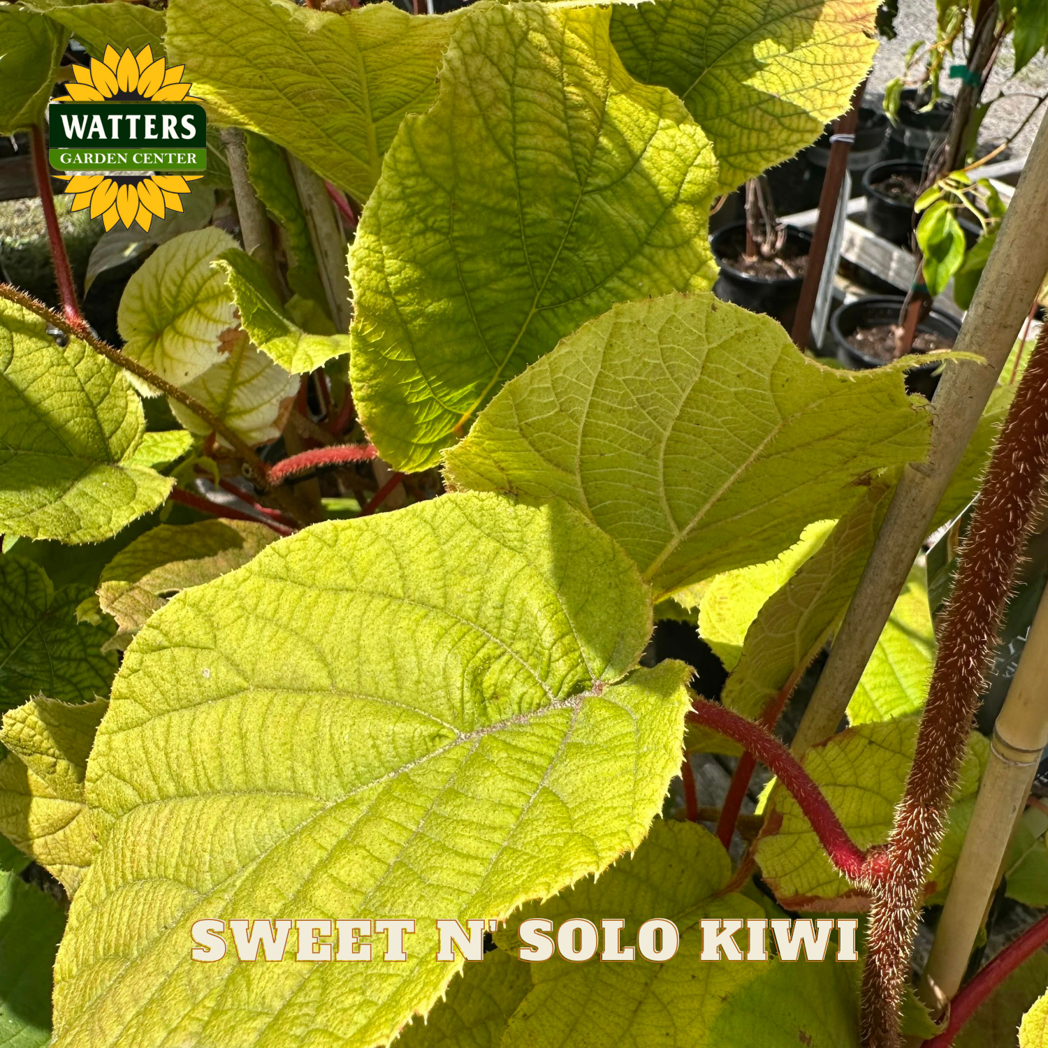 Close-up of kiwi plant leaves with 'Watters Garden Center' logo and 'Sweet N' Solo Kiwi' text.