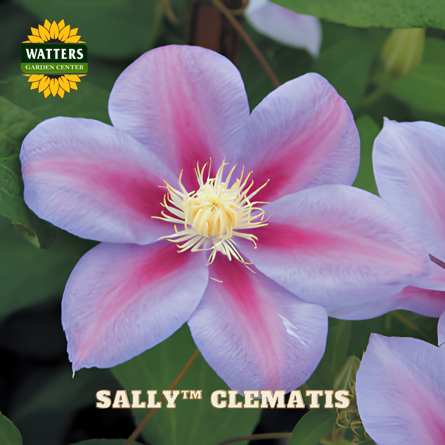 Pink and white clematis flower with 'Watters Garden Center' logo and 'Sally Clematis' text.