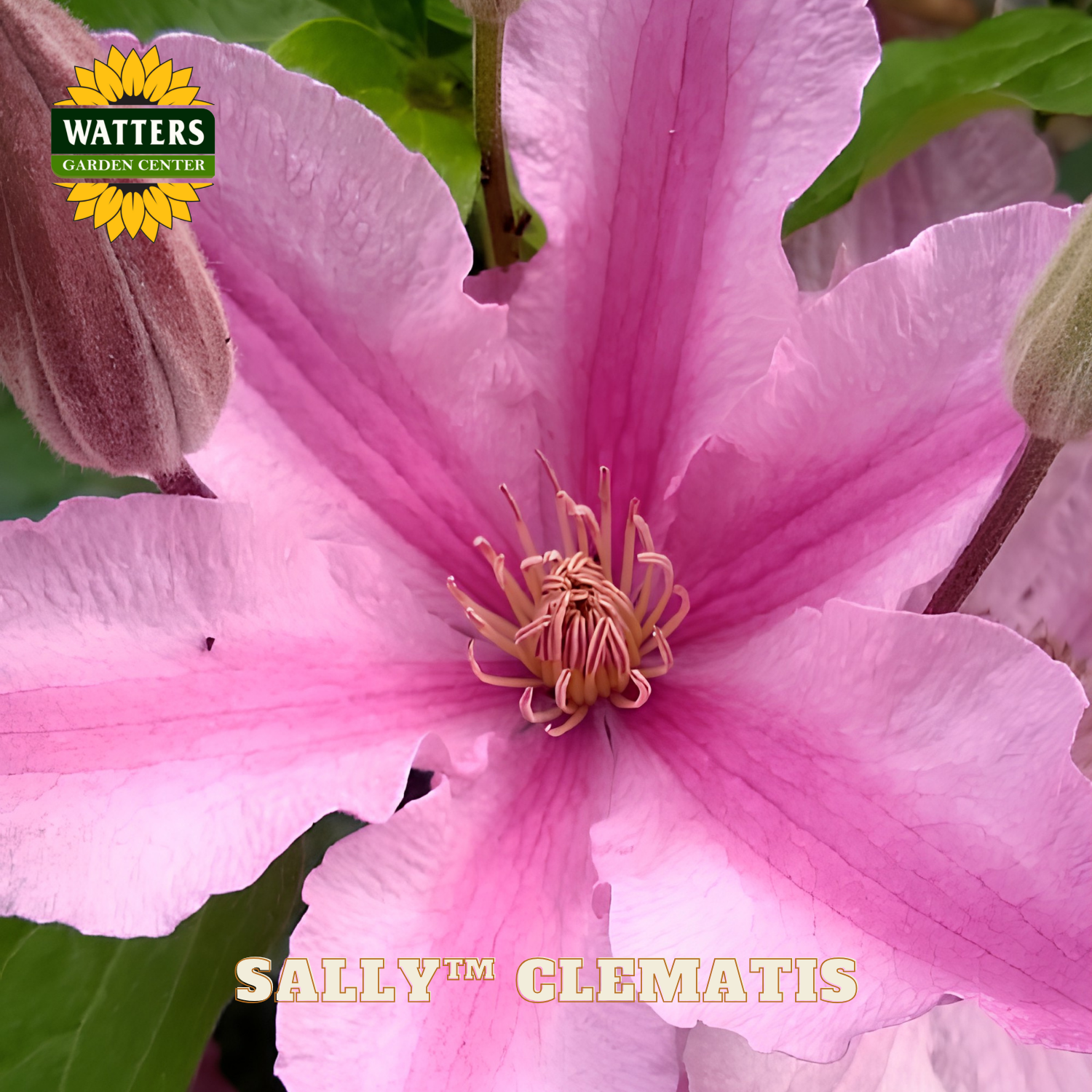 Close-up of a pink clematis flower with 'Watters Garden Center' logo and 'Sally Clematis' text.