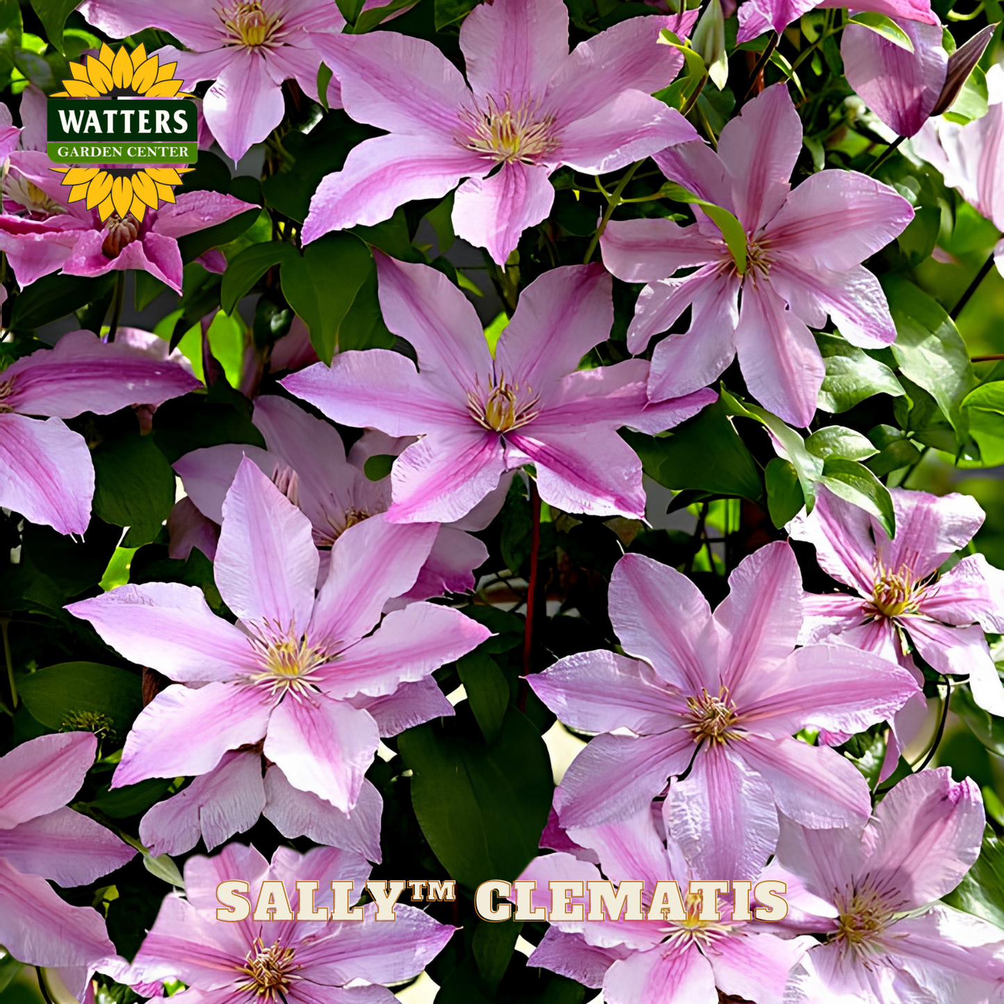 Pink clematis flowers with Watters Garden Center branding.