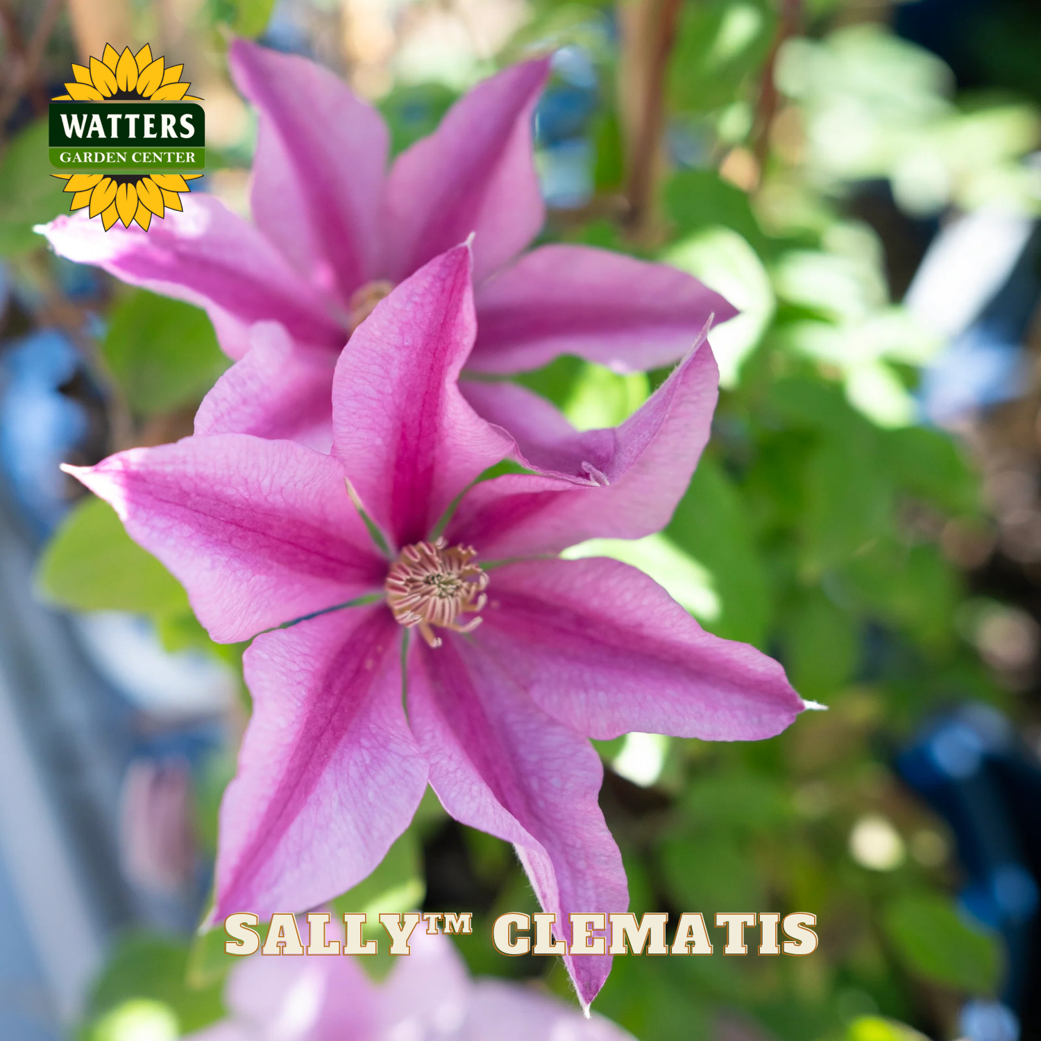 Pink clematis flower with Watters Garden Center logo in the corner