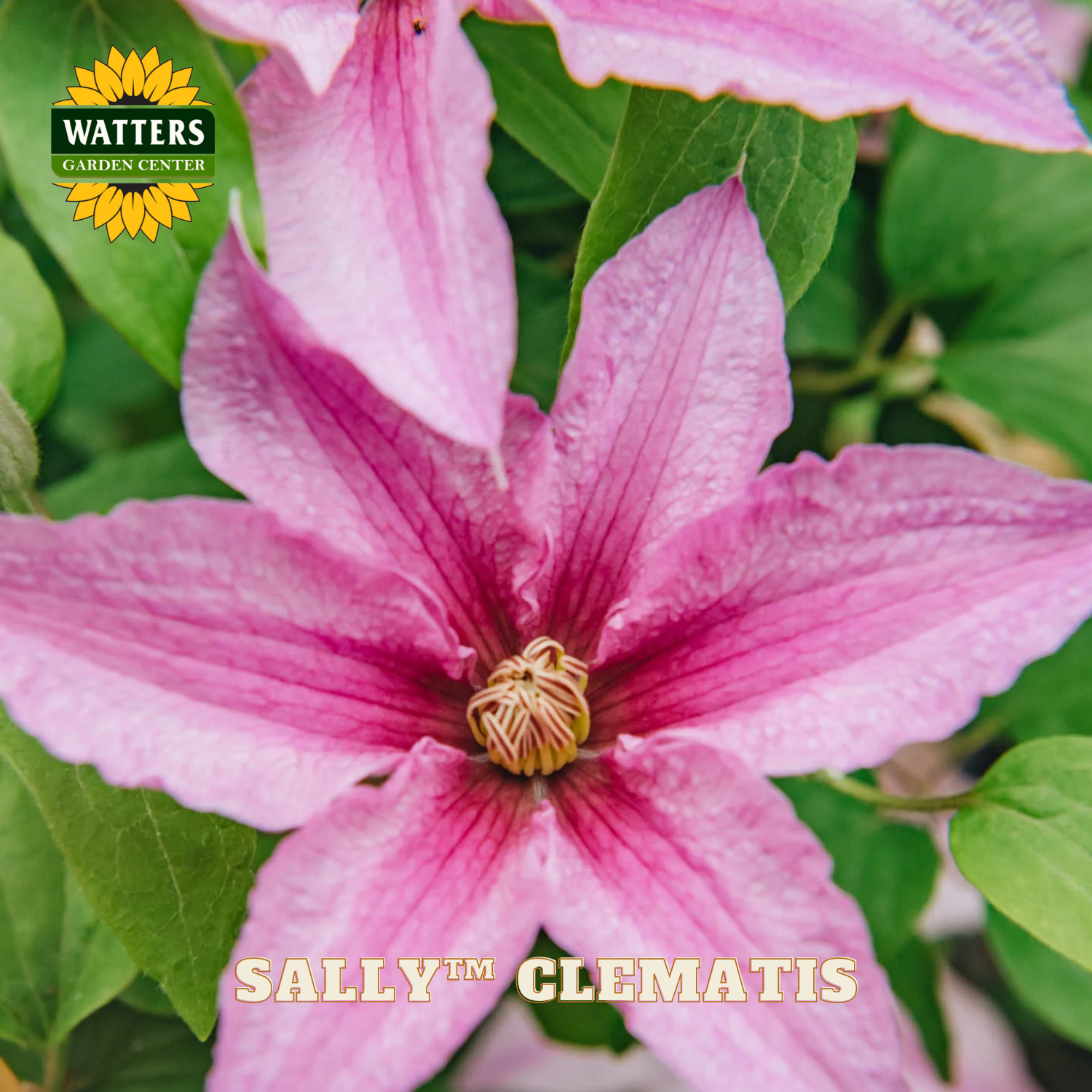Close-up of a pink clematis flower with green leaves and Watters Garden Center logo.