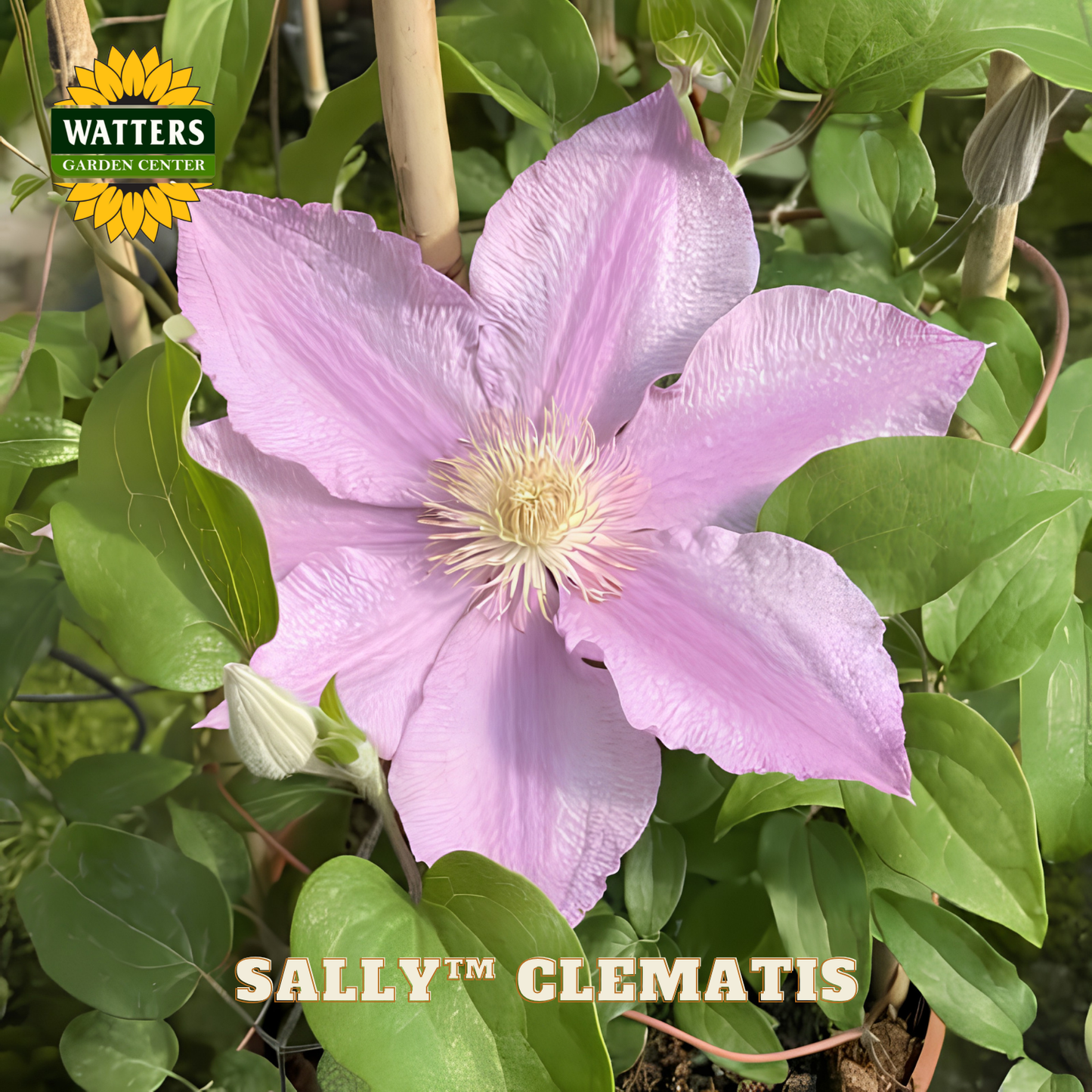 Pink clematis flower with green leaves and Watters Garden Center branding.
