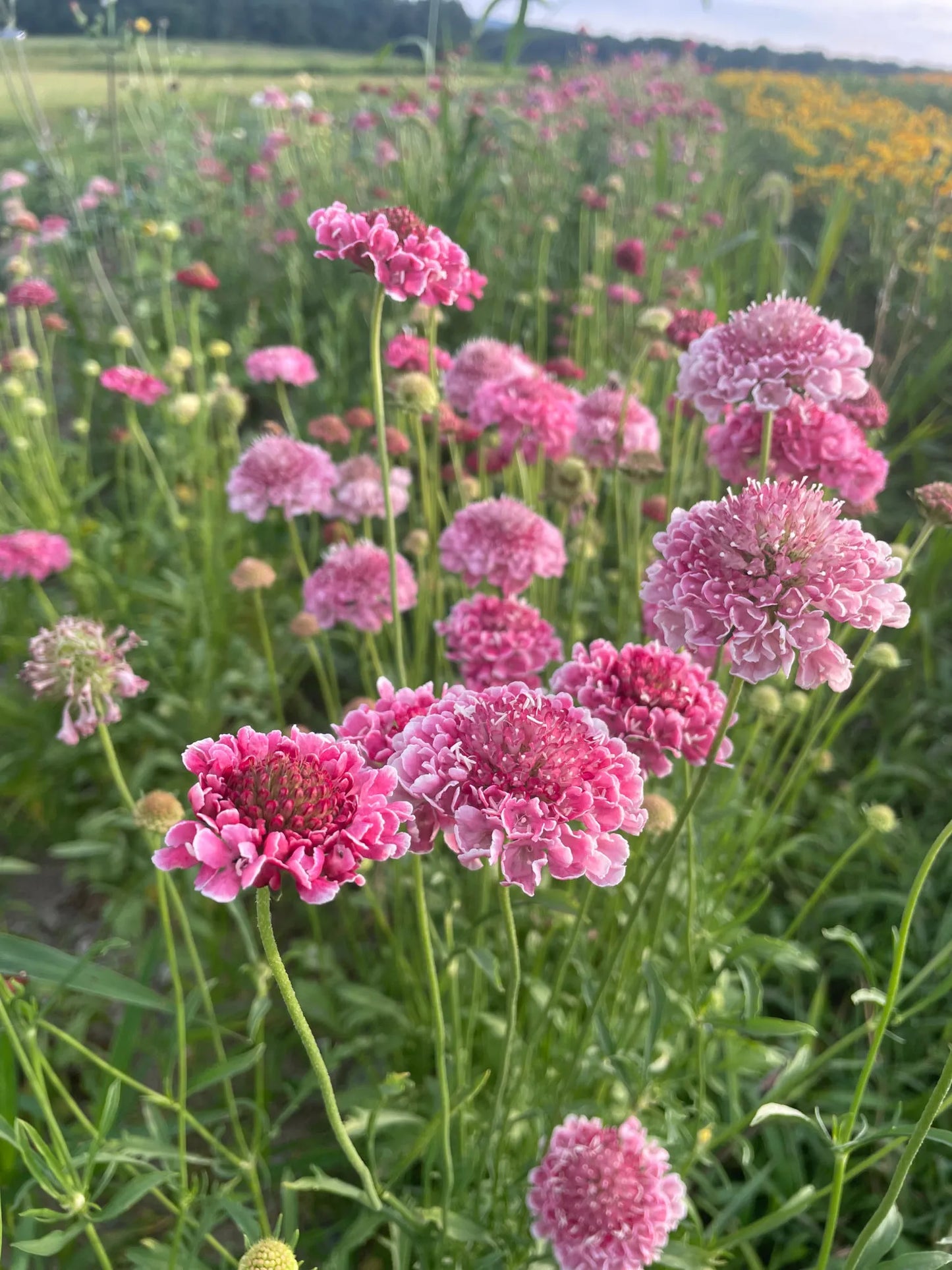 FLUTTER ROSE PINK PINCUSHION FLOWER 1gal