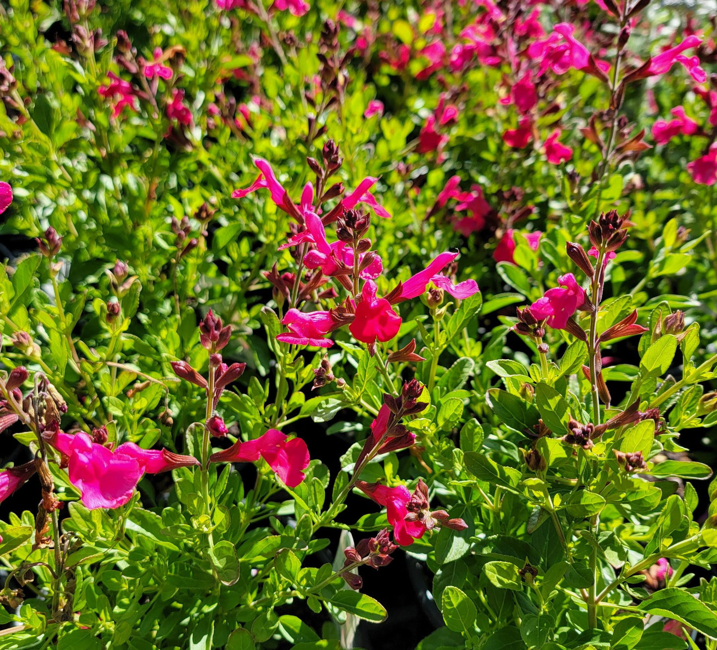 MIRAGE HOT PINK SALVIA 2gal