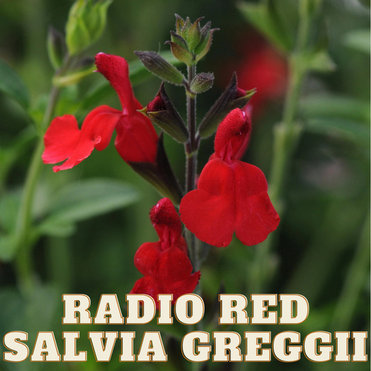 Salvia Greggii 'Radio Red'