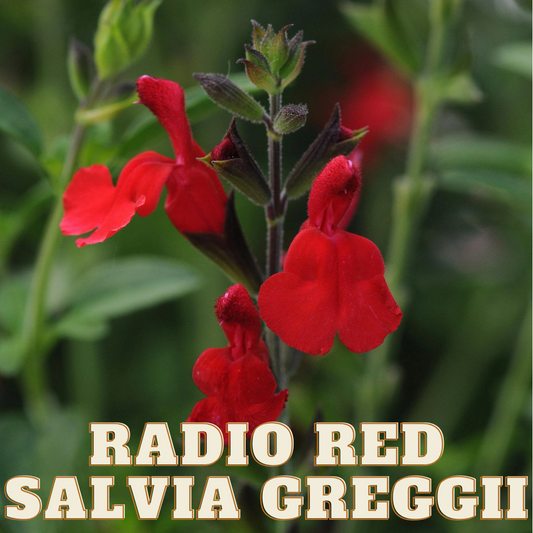 RADIO RED SALVIA 1gal