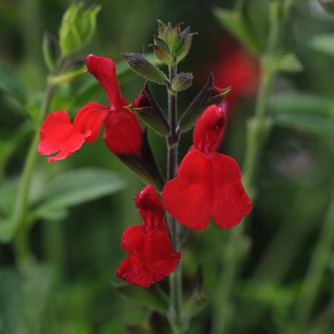 RADIO RED SALVIA 2gal
