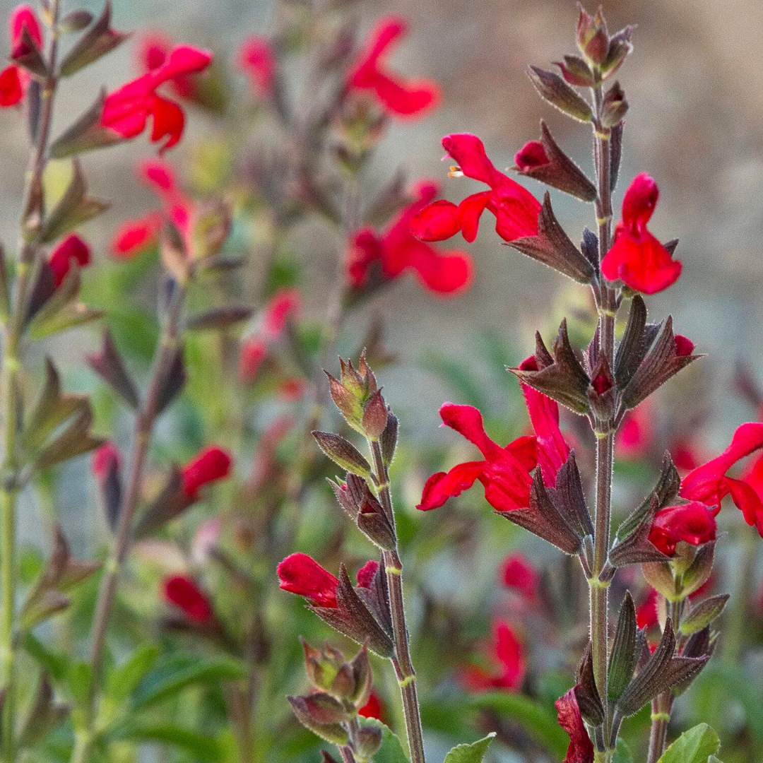 RADIO RED SALVIA 2gal