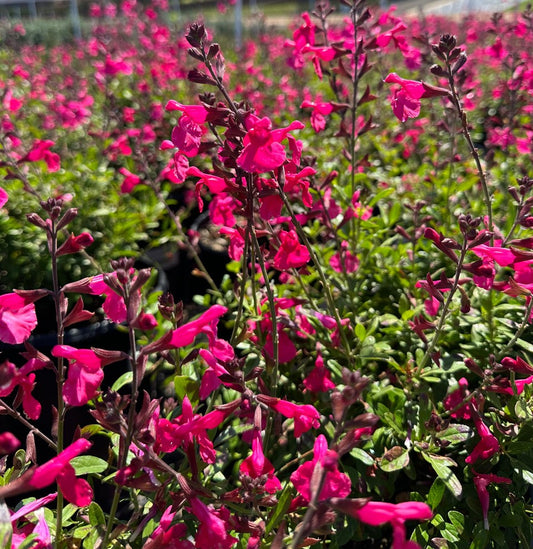 MIRAGE HOT PINK SALVIA 2gal